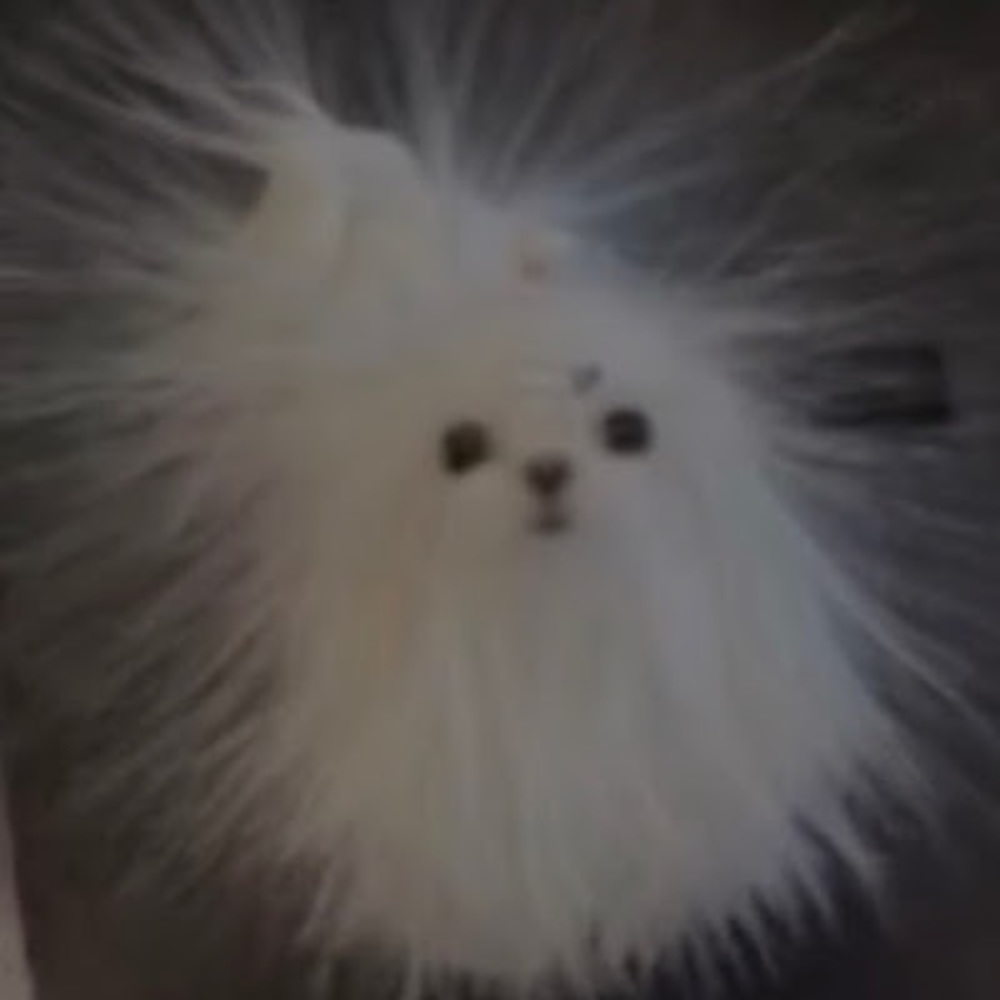 Meet your Posher, B0nn_b0nn
